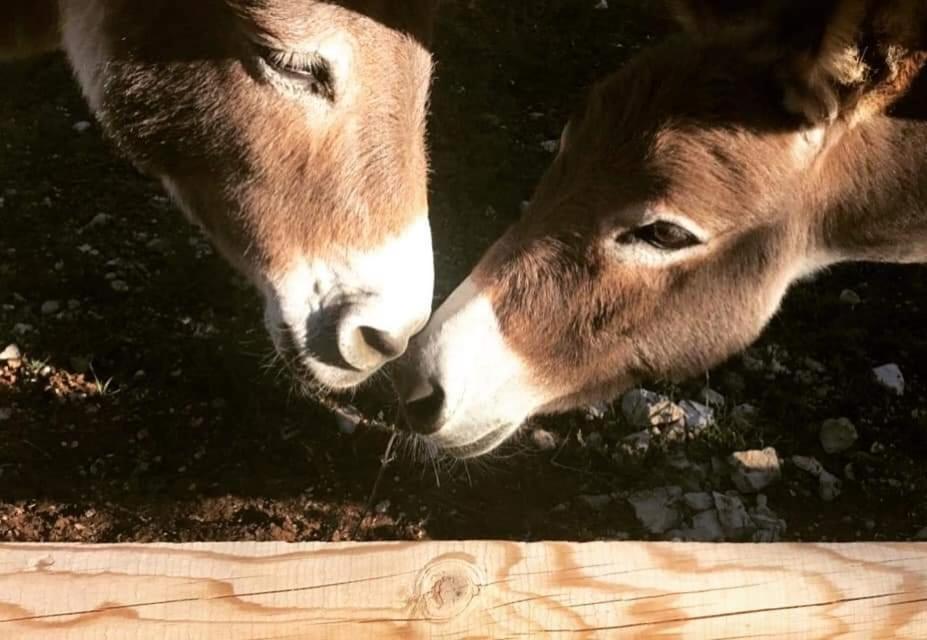 Roulottes Et Cabanes De Saint Cerice Vogue Eksteriør billede